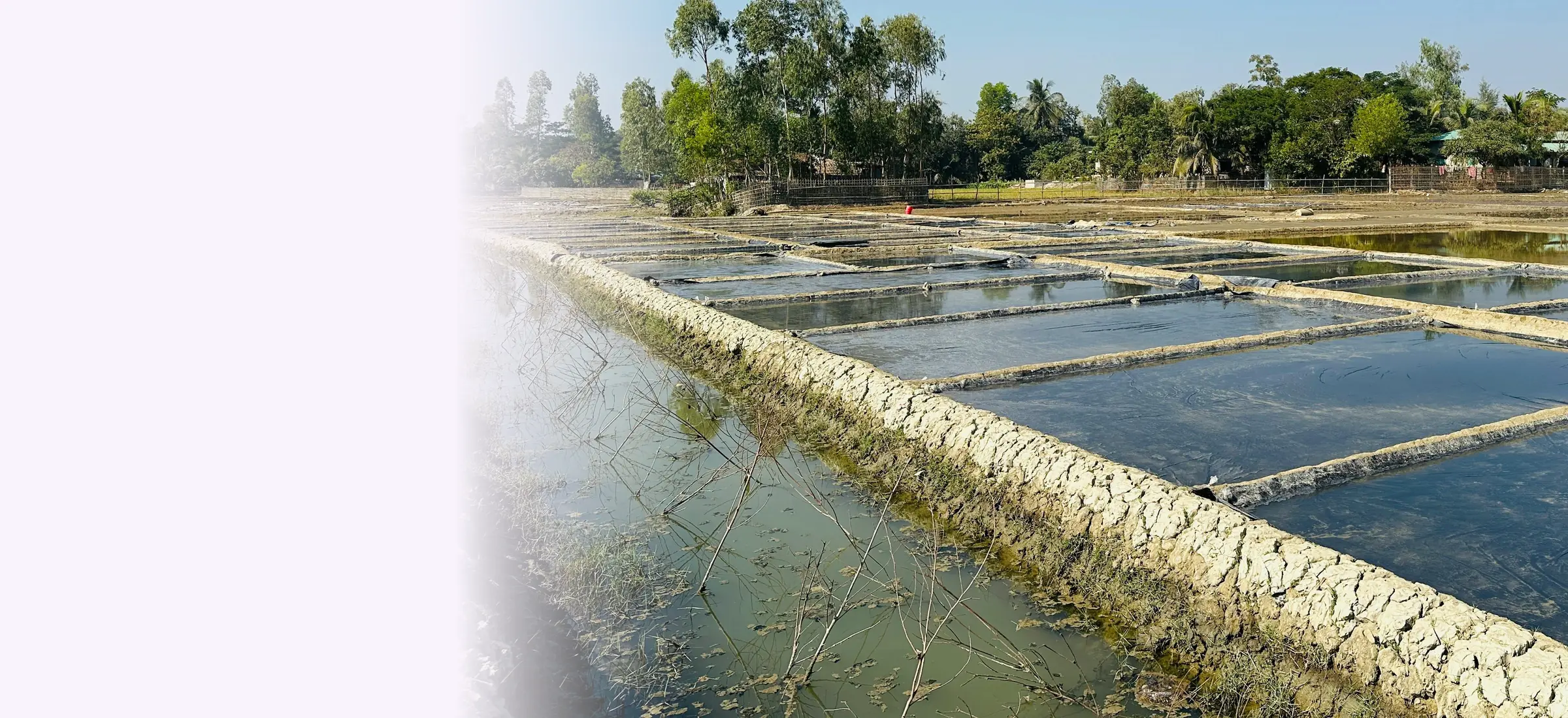 Fish ponds on a farm, with trees beyond β fish farming insurance in Kenya