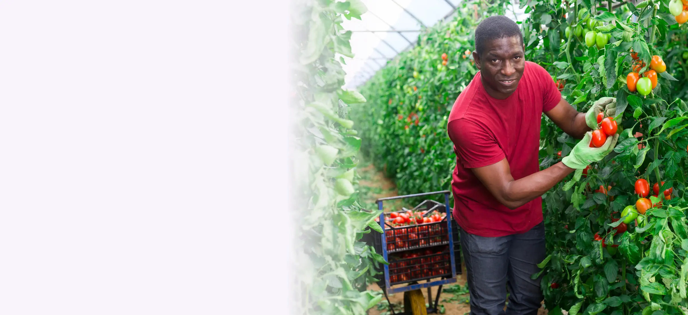 Grower picking tomatoes in a greenhouse – greenhouse insurance in Kenya