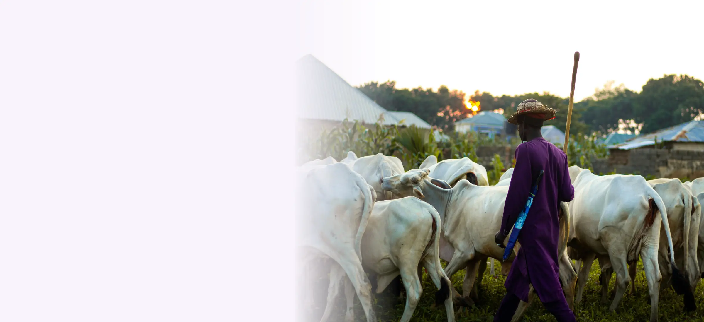 Herder walking with his zebu cattle at sunset – livestock insurance in Kenya