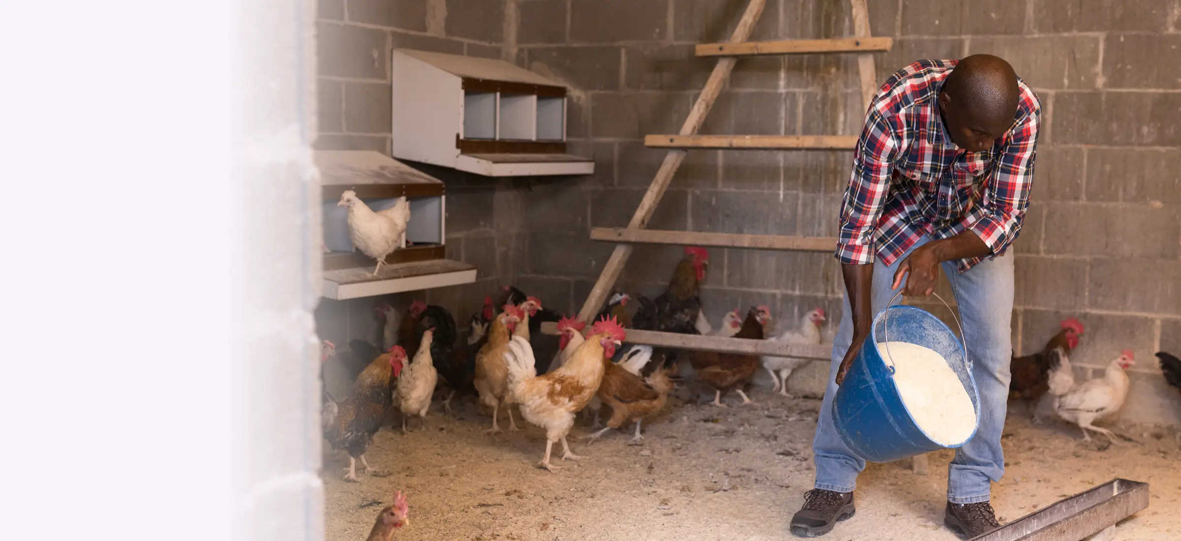 Farmer feeding his chickens in a poultry house β poultry insurance in Kenya